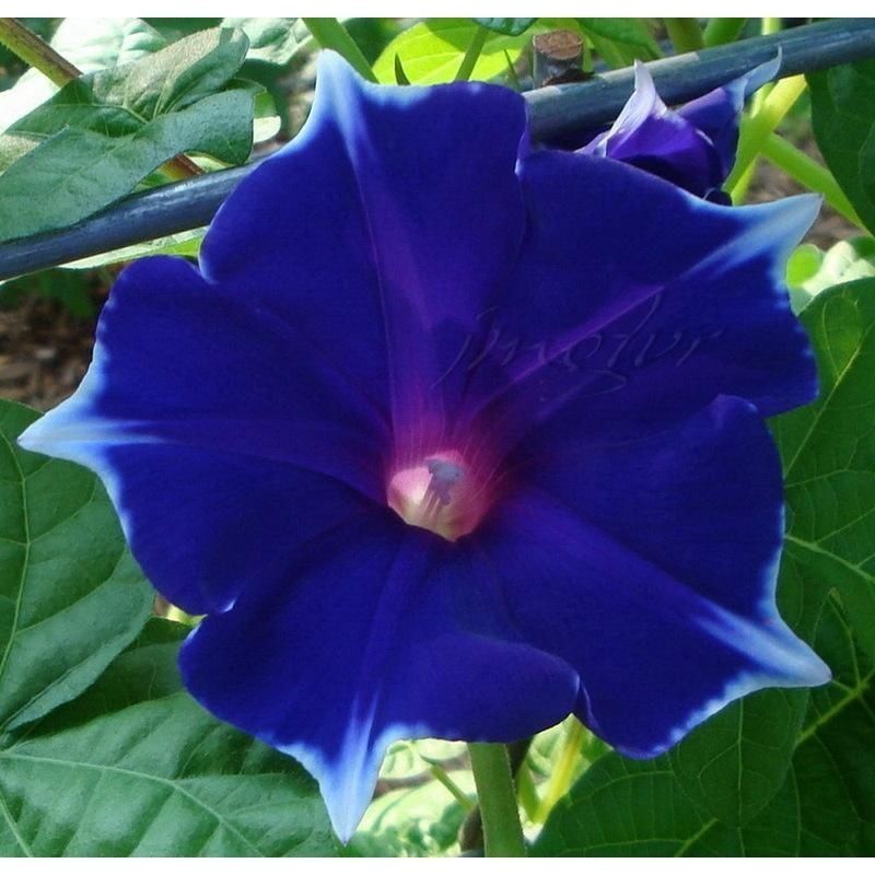 145 Sementes de Ipoméia/Morning Glory (Glória da Manhã) Importadas - Flor Trepadeira Colorida p/ Jardim e Vasos
