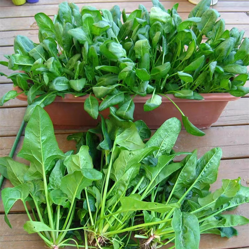 200 500 Sementes de Espinafre de Folha Grande Sementes de Vegetais para Jardinagem Sementes de Espinafre para Plantio