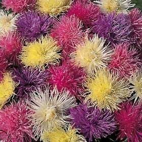 Kit 1000 Sementes da Flor Anêmona de Jardim Aster Bouquet Sortida para plantio de Mudas