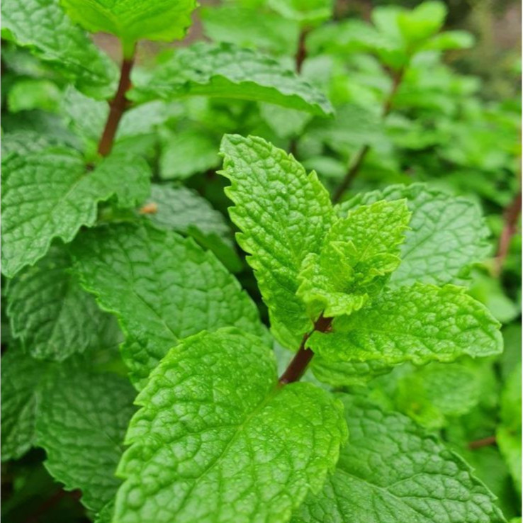 Sementes Hortelã Menta