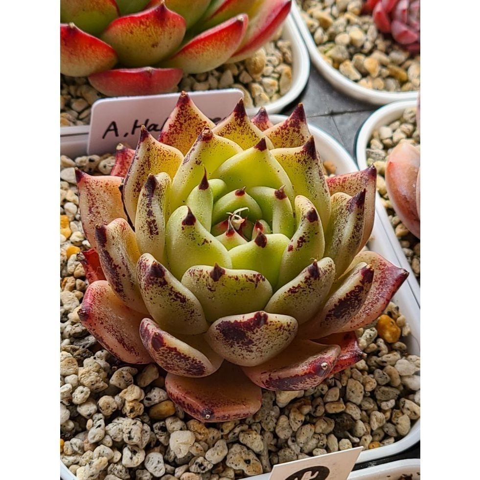 100 sementes suculenta Crassula argentea com manual de cultivo pronta entrega envio em 24h l