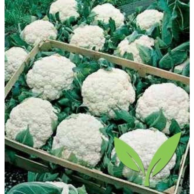500 Sementes de Couve-Flor Bola de Neve (Snowball) | Hortaliça Branca | Alta Germinação | Para Horta e Jardim
