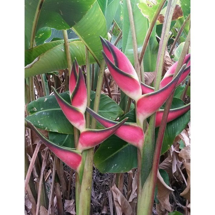 ENVIO SUPER RÁPIDO 100 sementes Heliconia véu-do-tucano com manual de cultivo pronta entrega envio 24h II T1