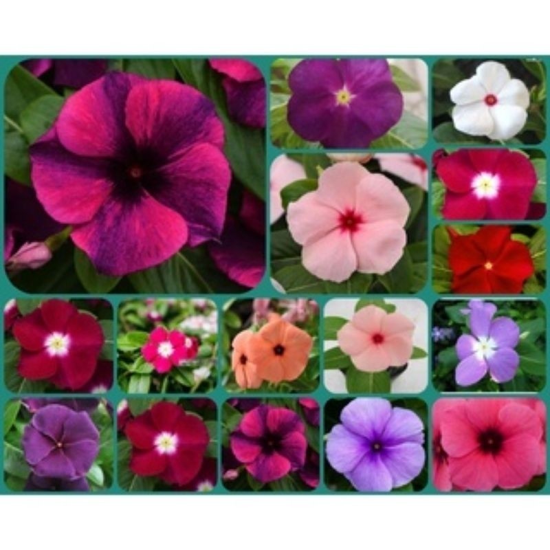 1000 Sementes Vinca madagascar Exóticas ( boa noite ).