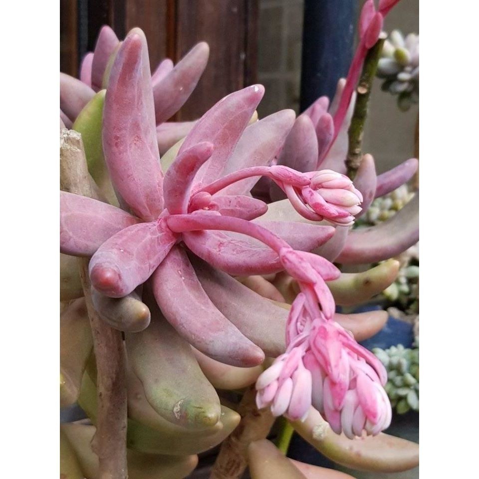100 sementes suculenta Echinopsis oxygona com manual de cultivo pronta entrega envio em 24h I