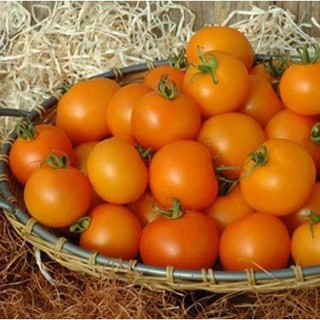 100 Sementes de Tomate Japonês Yashi Amarelo.