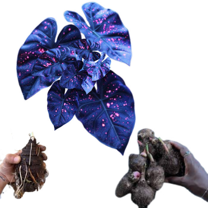 Batata de Caladium Crimson Onyx (tinhorão)