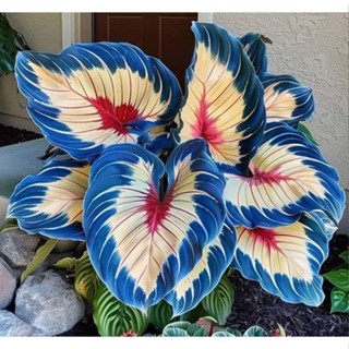 PROMOÇÃO ENVIO RAPIDO Caladium Andes Nebula 100 sementes com manual de cultivo Premium em Oferta na Shopee