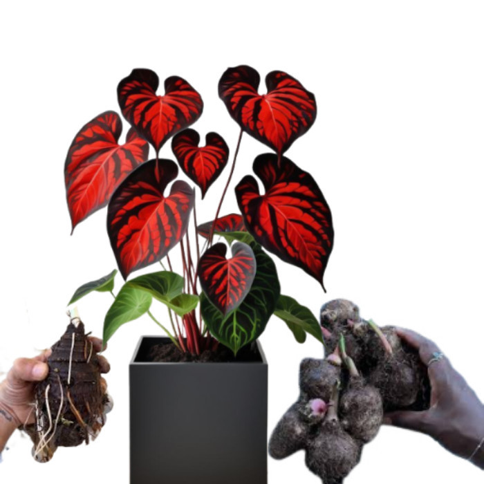 Bulbo de Caladium Supreme Red Star (tinhorão) facil cultivo