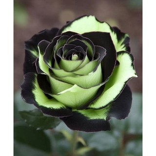 ENVIO SUPER RÁPIDO Rosa Rainbow Sorbet 100 sementes com manual de cultivo pronta entrega envio em 24h II T1