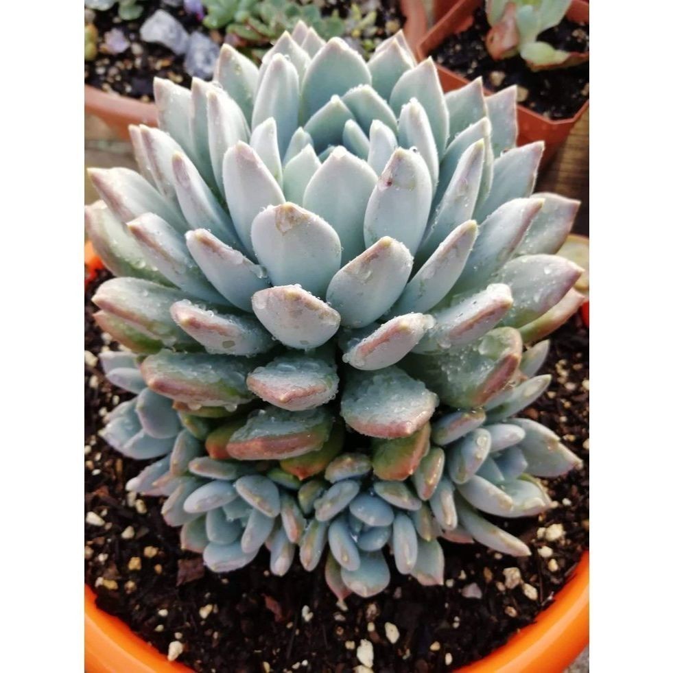 ENVIO SUPER RÁPIDO suculenta Senecio serpens (Senecio azul)100 Sementes de Com Manual de cultivo l T1