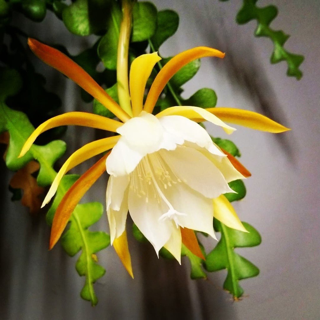 Kit 1000 Sementes Flor Epiphyllum Mix 2 | Cacto Orquídea Rara | Fácil Germinação | Para Mudas e Jardinagem