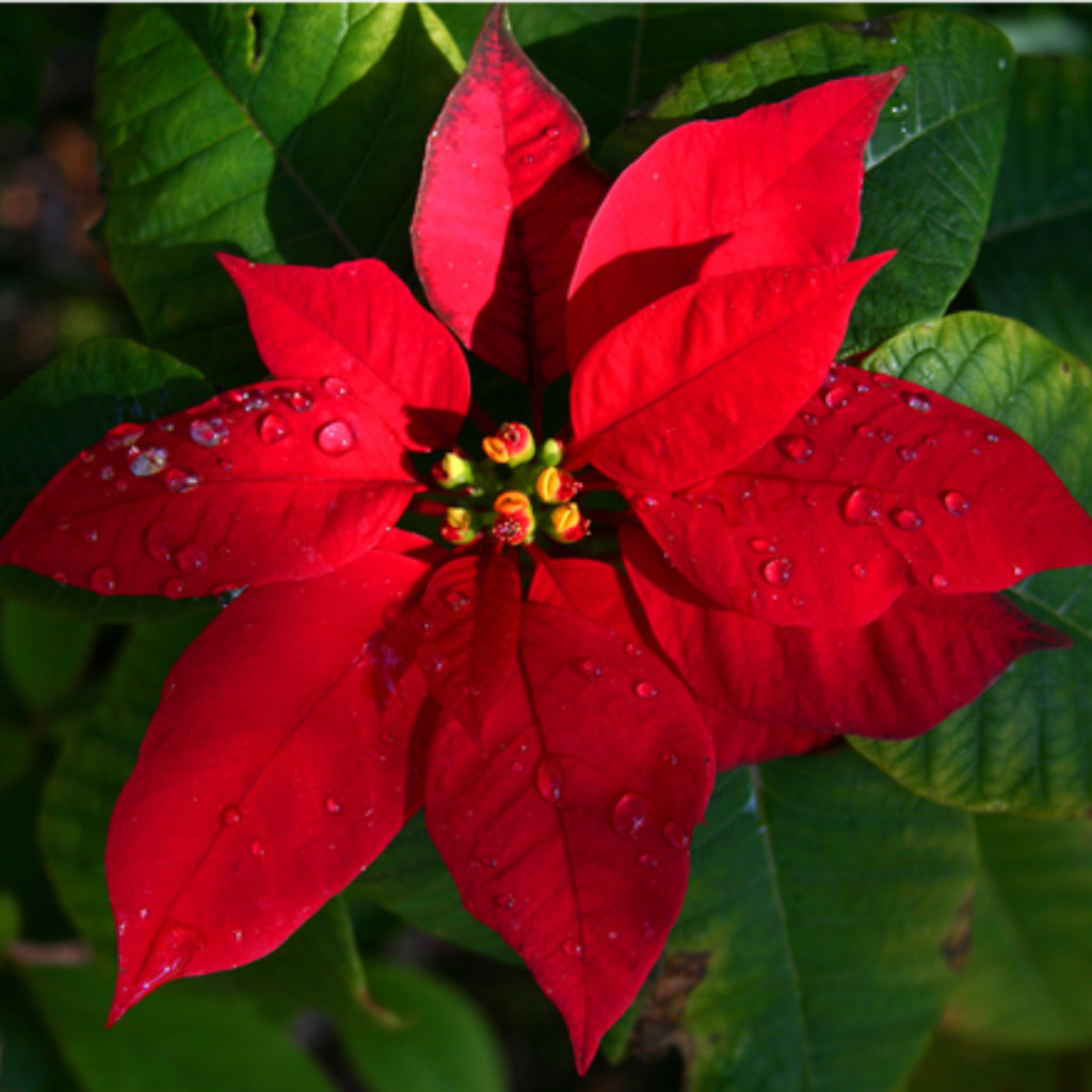 200 Sementes Flor do Natal Bico-de-papagaio (Poinsettia) Vermelha para Plantio Jardim Vaso Decoração