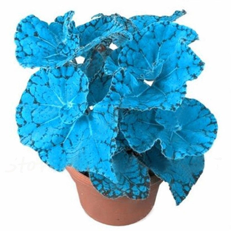 200 500 Sementes Pcs Begônia Azul Coleus Planta de Flor Colorida Para Jardinagem em Varanda