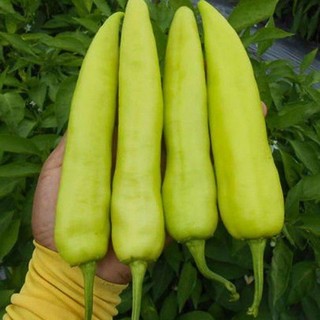 80 Sementes de Pimenta Amarela Comprida.