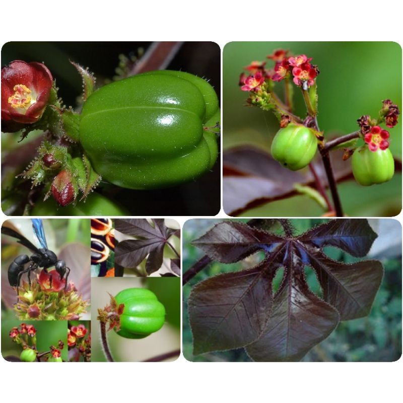 50 Sementes de Pinhão Roxo. em Oferta na Shopee