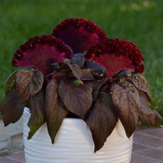 250 Sementes de Celosia Plumosa Crista de Galo.