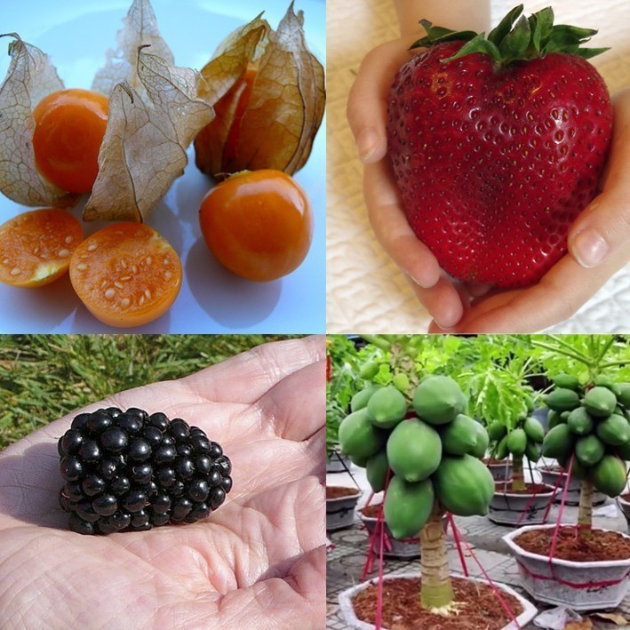 1000  Sementes de Frutas Anãs para Vasos com Amora, Morango, Physalis, e Mamão Amazonas