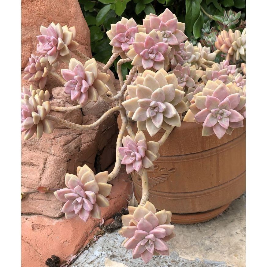 ENVIO SUPER RÁPIDO 100 sementes suculenta Kalanchoe tomentosa com manual de cultivo pronta entrega envio em 24h l T1