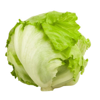 Alface Americana Orgânica Sítio Cambara em Oferta na Shopee