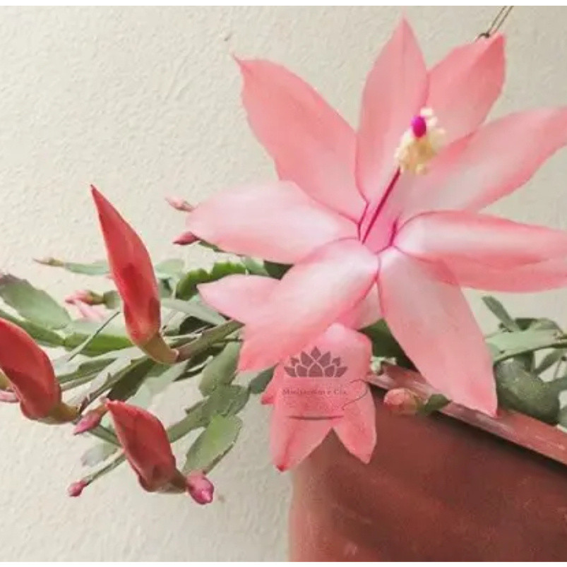 200 Sementes Flor de Maio Rosa (Schlumbergera) Para Plantio | Jardim/Varanda | Germinação Fácil