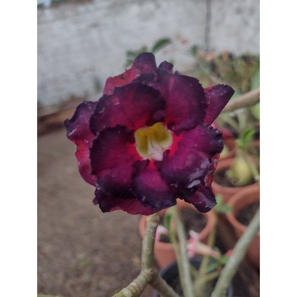 Sementes Rosa do Deserto Roxa 100 Unidades Adenium Obesum Flor Rara Jardim Fácil de Plantar