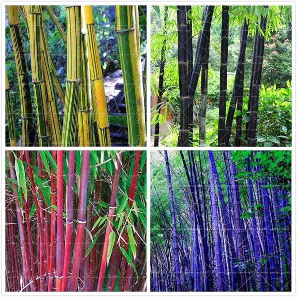 Sementes de Bambu PCS 100 Phyllostachys Pubescens Sementes de Bambu Gigante Raras