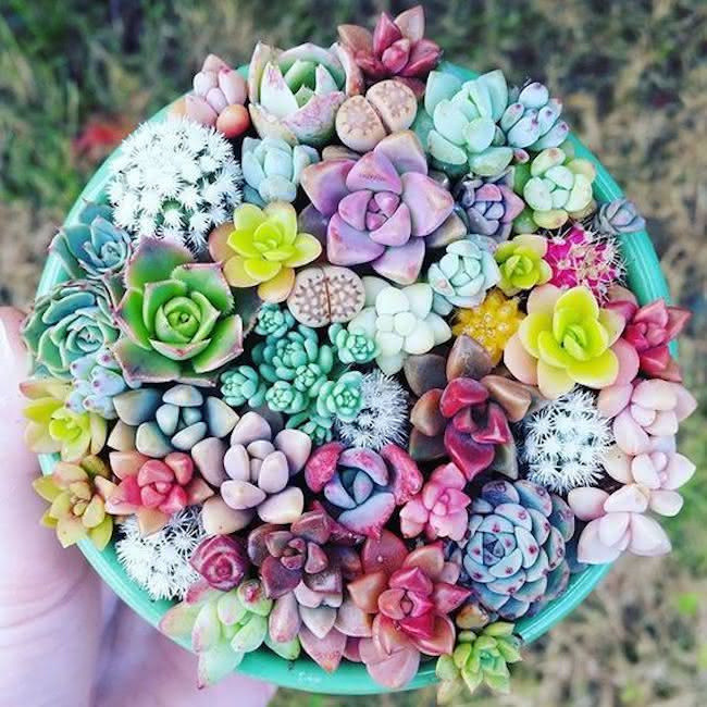 200 Sementes Suculenta Echeveria Mix Rosa De Pedra P/ Mudas ll Premium