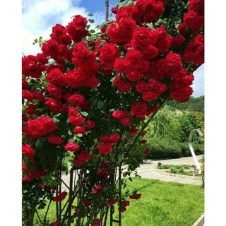 100 sementes Rosa 'Climbing Iceberg' com manual de cultivo envio 24h V V em Oferta na Shopee