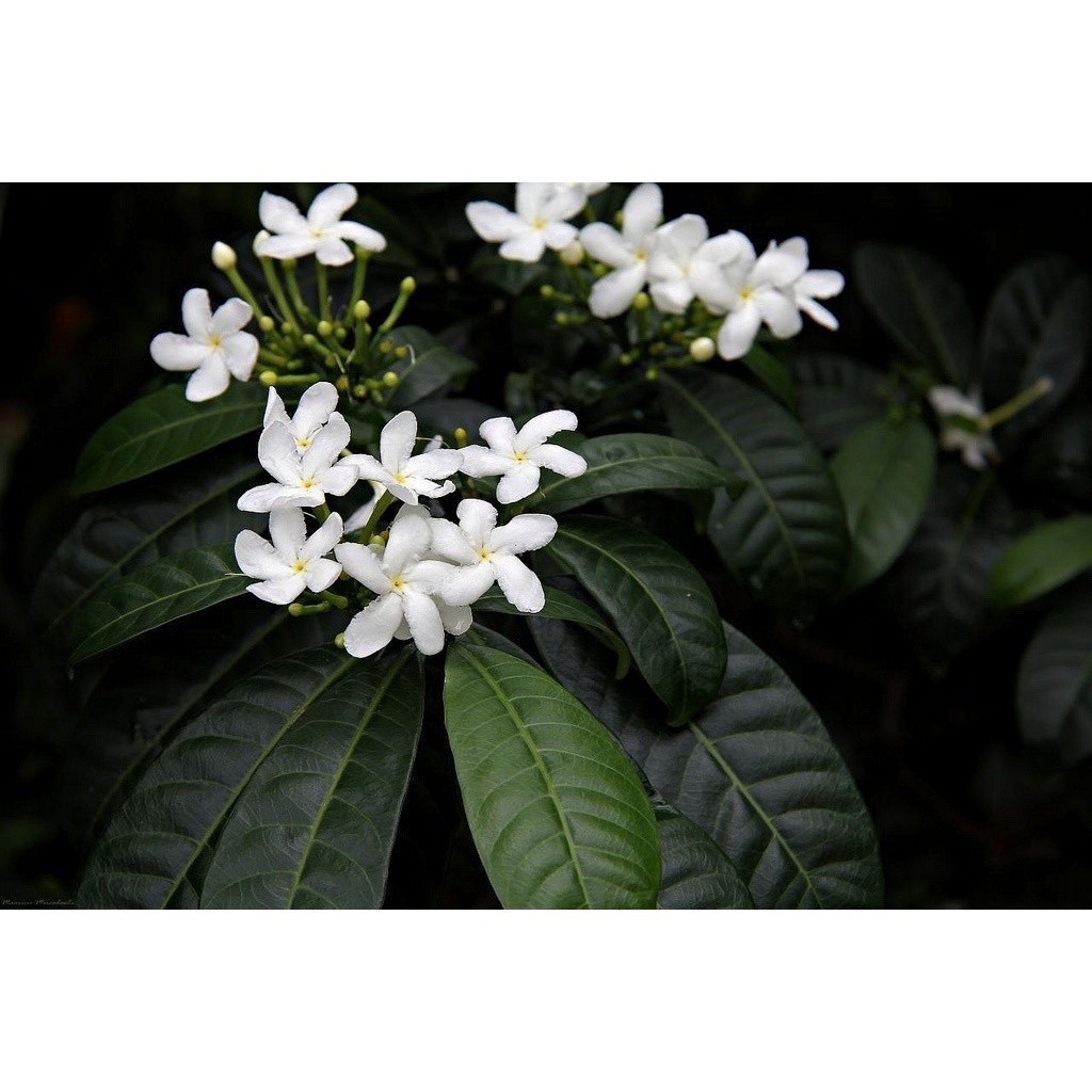 Sementes Sadias Jasmim Leiteiro Flor De Leite Melifera P/