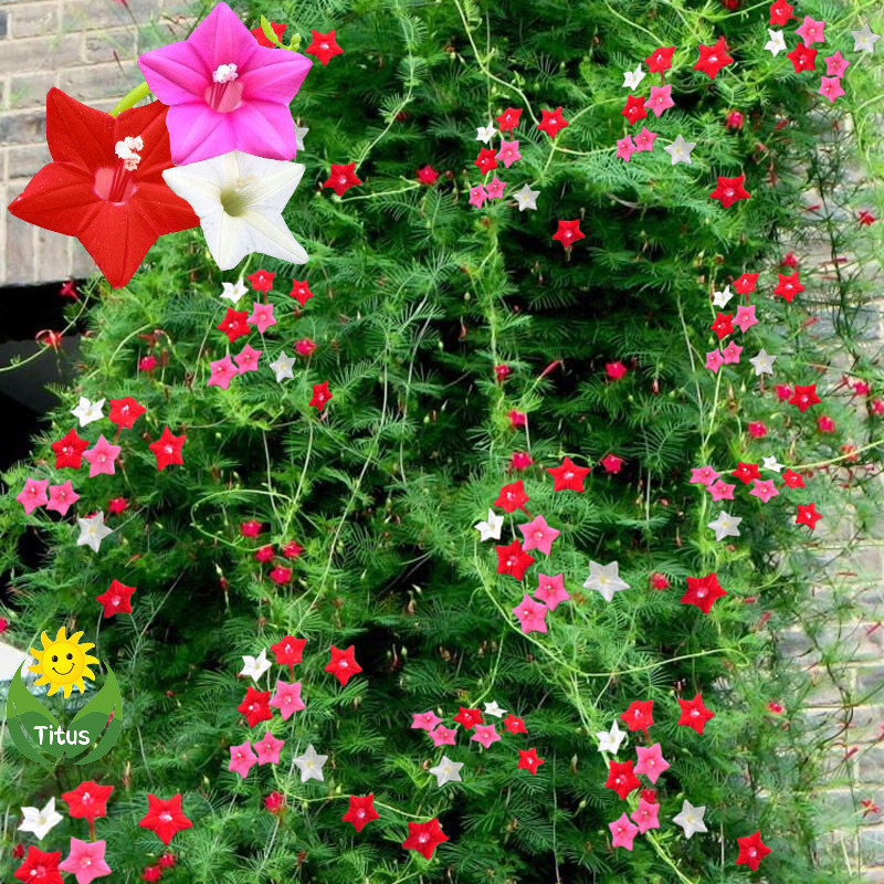 200 500 Sementes Legítimas de Flor de Cipreste Fresco para Plantio pcs Flor Trepadeira Planta Viva em Oferta na Shopee