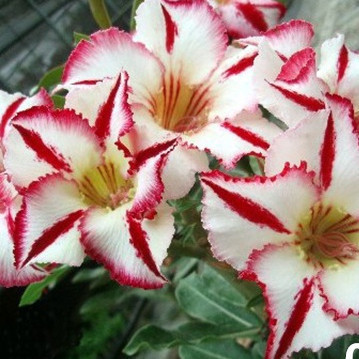 1000 Sementes Rosa do Deserto Ferrari (Adenium Obesum) Flor Vermelha Importadas p/ Jardinagem e Vasos