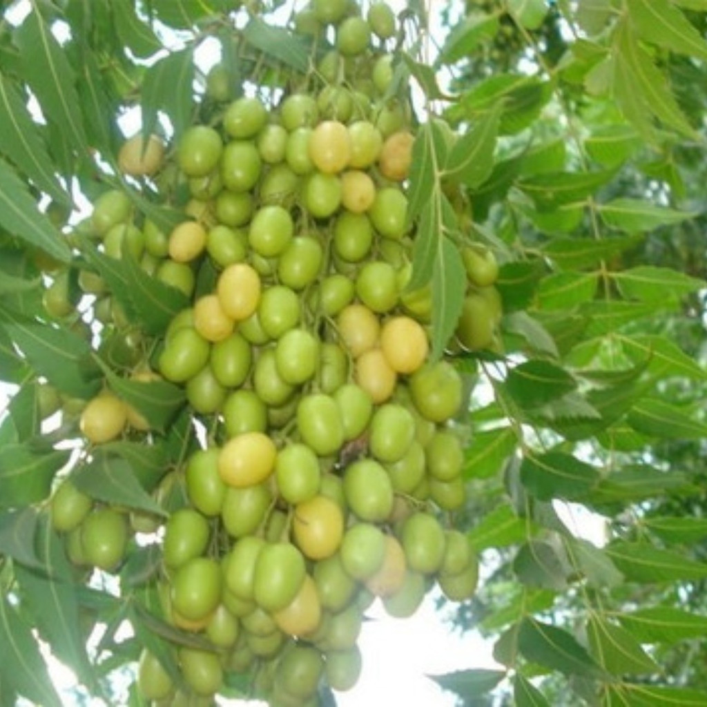 Sementes de Neem Indiano 200 Unidades | Mudas e Jardinagem | Alta Germinação | Promoção