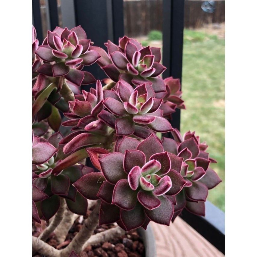 ENVIO SUPER RÁPIDO 100 sementes suculenta Crassula undulatifolia com manual de cultivo pronta entrega envio em 24h l T1