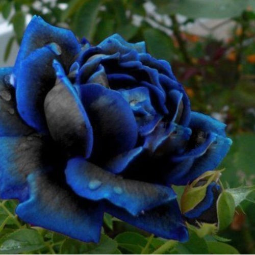 200 500 Sementes pcs Rosa da Meia-Noite Cor Rara Azul com Rosa Preta Ideal para Jardim de Flores DIY em Casa