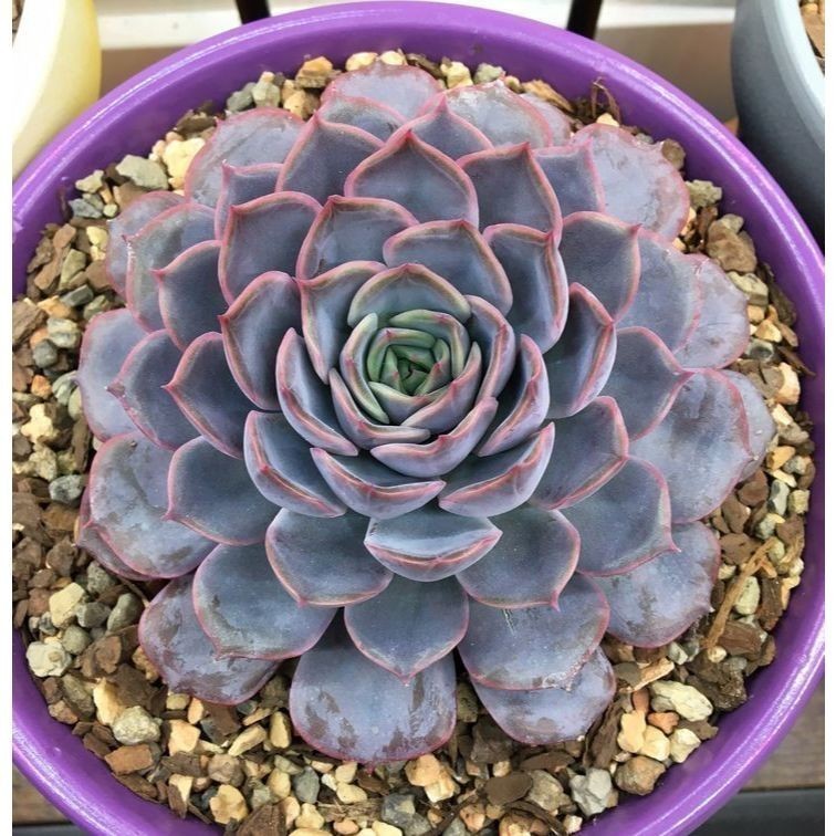 100 sementes suculenta Aloinopsis spathulata com manual de cultivo pronta entrega envio em 24h I