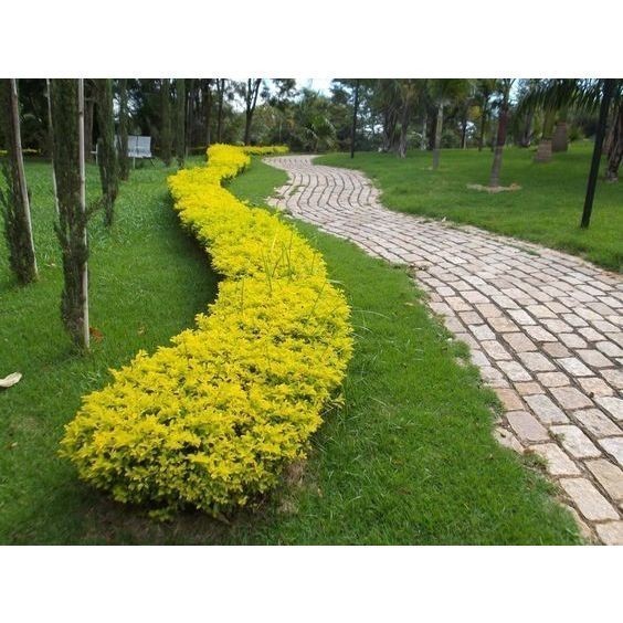 200 sements cerca viva pingo de ouro premium com manual de cultivo ENVIO RÁPIDO!!!