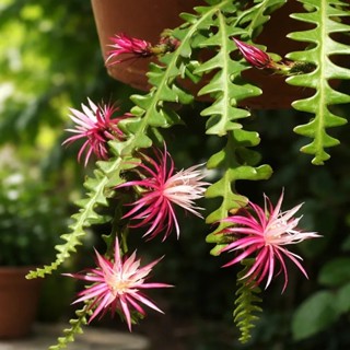 Cacto Samambaia/Sianinha - Selenicereus anthonyanus em Oferta na Shopee