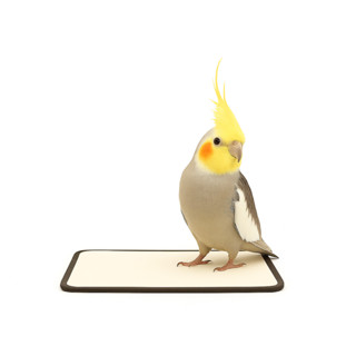 Tapete Pet Higiênico Lavável Viveiro Gaiola 60x80 Cm 1 Unid em Oferta na Shopee