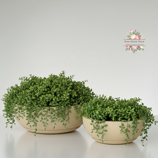 Kit 2 Vasos Bacia Escovada Premium - Decoração Moderna para Plantas, Suculentas e Jardim Interno