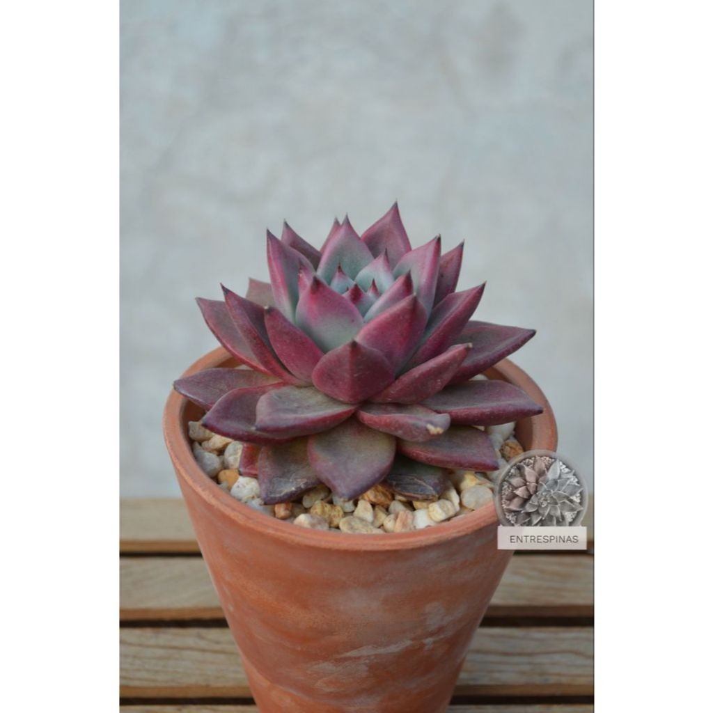 100 sementes suculenta Crassula 'Campfire' com manual de cultivo pronta entrega envio em 24h
