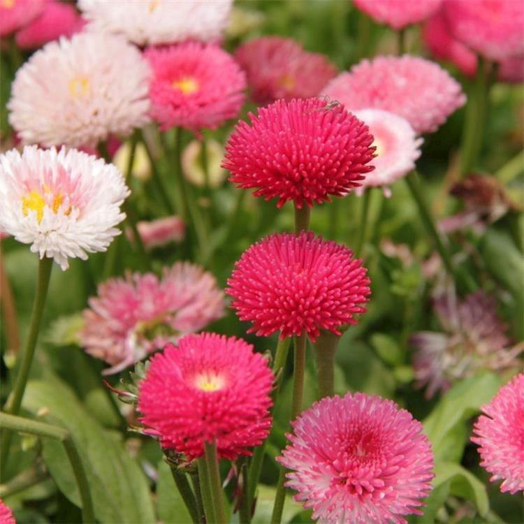 （200 500 sementes）Sementes de crisântemo imortal Quatro Estações Fácil Plantio de Crisântemo de Folha de Pinheiro em Oferta na Shopee