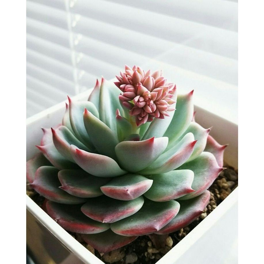 ENVIO SUPER RAPIDO 100 sementes suculenta Haworthia attenuata com manual de cultivo pronta entrega envio em 24h l T1