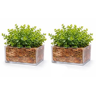 Kit 2 Mini Vasinhos para Decoração para Plantas e Suculentas Transparente Acrílico em Oferta na Shopee