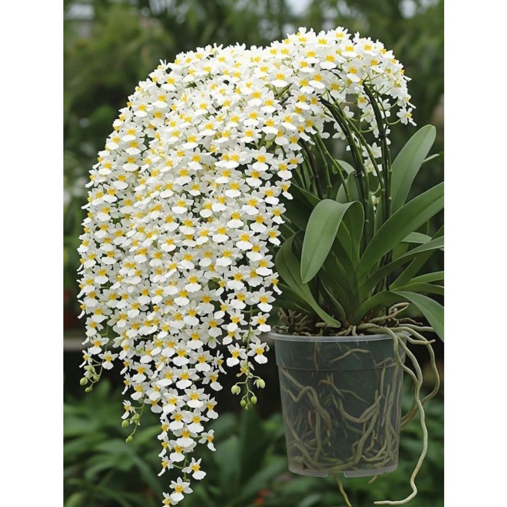 Orquídea Celestine Star 100 sementes com manual de cultivo