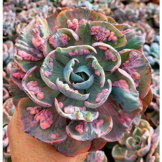 ENVIO SUPER RÁPIDO 100 sementes suculenta Adromischus cooperi  com manual de cultivo pronta entrega envio em 24h l T1