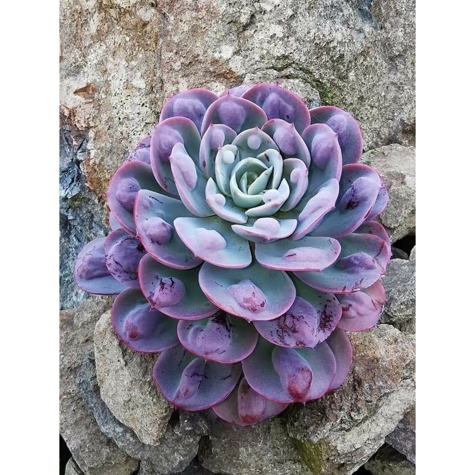 ENVIO SUPER RÁPIDO 100 sementes suculenta Gasteria bicolor com manual de cultivo pronta entrega envio em 24h T1