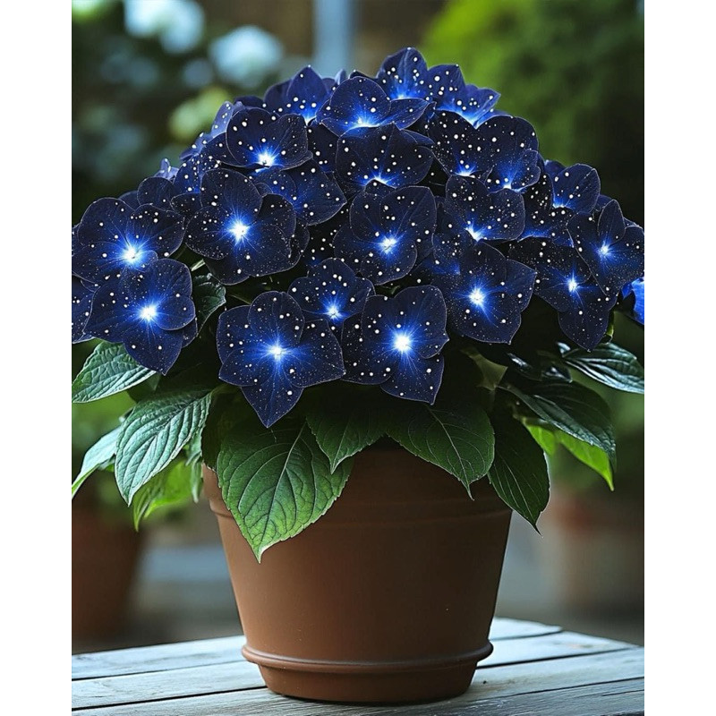 200 Sementes de Begônia Blue Light Sky Importada | Flores Ornamentais para Jardim e Vaso | Germinação Rápida