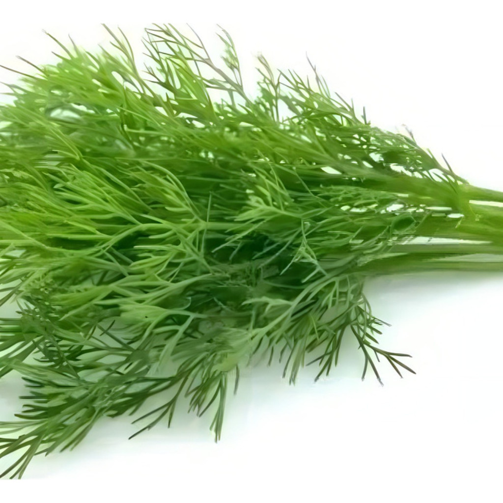 1000 Sementes de Endro (Dill) Aneto Importadas | Erva Aromática para Horta, Vasos e Temperos | Alta Germinação