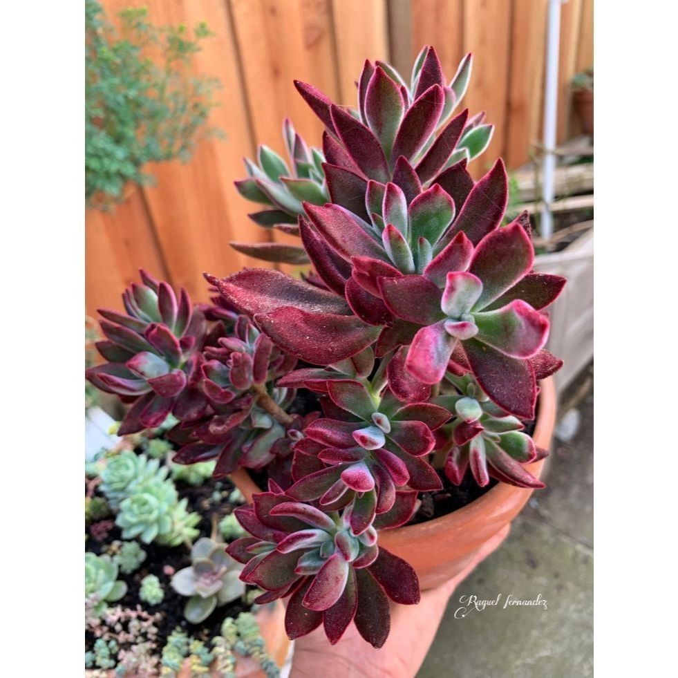 ENVIO SUPER RAPIDO 100 sementes suculenta Senecio radicans com manual de cultivo pronta entrega envio em 24h l T1